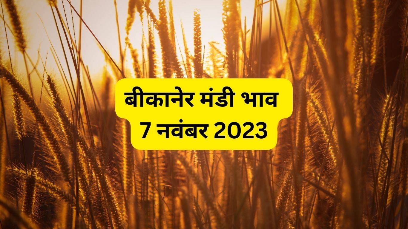 Bikaner mandi bhav 7 November 2023: मूंग, मोठ, चना, जौ, धान, ग्वार और जीरा आदि फसलों के दाम