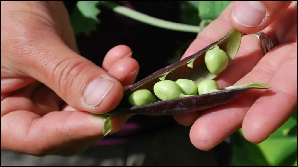 Frozen Peas Business Idea: आज ही शुरू करें ये बिजनेस, कम लागत में होगी लाखों की कमाई