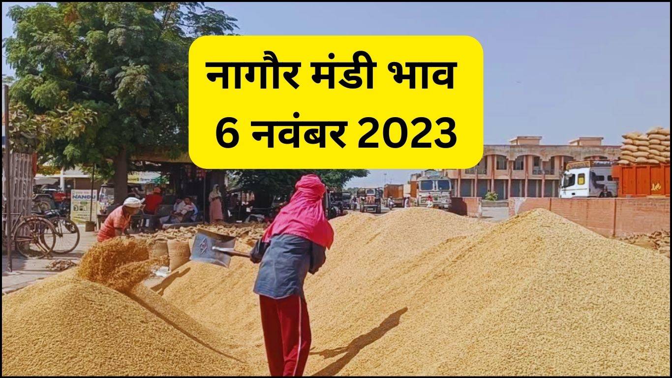 Nagaur Mandi Bhav 6 November 2023: गेहूं, चना, जौ, तिल, मूंग, मोठ आदि फसलों के ताजा रेट