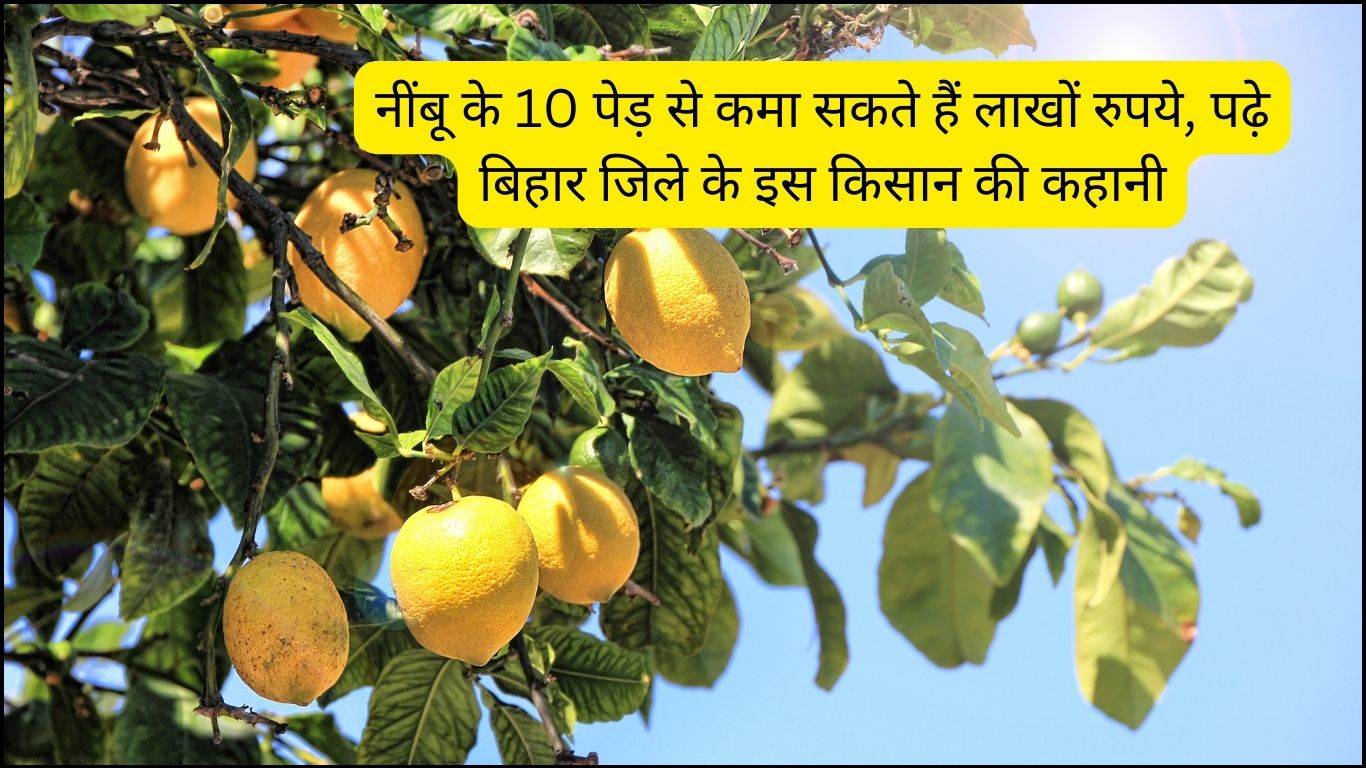 Lemon Farming: नींबू के 10 पेड़ से कमा सकते हैं लाखों रुपये, पढ़े बिहार राज्य के इस किसान की कहानी