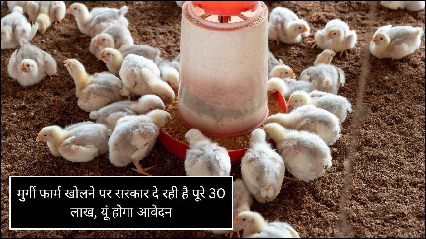 Poultry Farm Subsidy: मुर्गी फार्म खोलने पर सरकार दे रही है पूरे 30 लाख, यूं होगा आवेदन