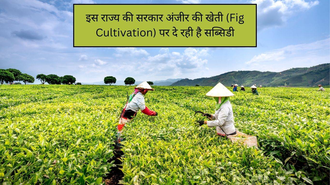 Farming Subsidy: इस राज्य की सरकार अंजीर की खेती (Fig Cultivation) पर दे रही है सब्सिडी, ऐसे उठाएं लाभ