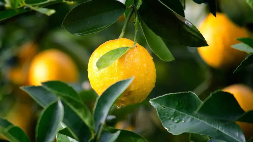 Lemon Farming: नींबू के 10 पेड़ से कमा सकते हैं लाखों रुपये, पढ़े बिहार राज्य के इस किसान की कहानी