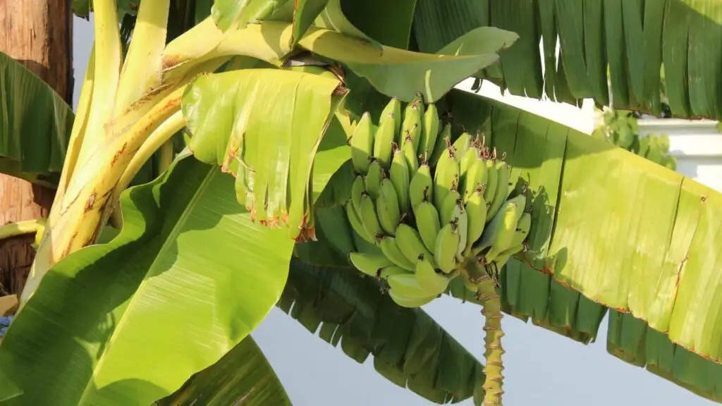 Banana Cultivation: दो महीनें तैयार होगी केले की खेती, सरकार भी देगी मदद, ऐसे उठाएं सब्सिडी का लाभ