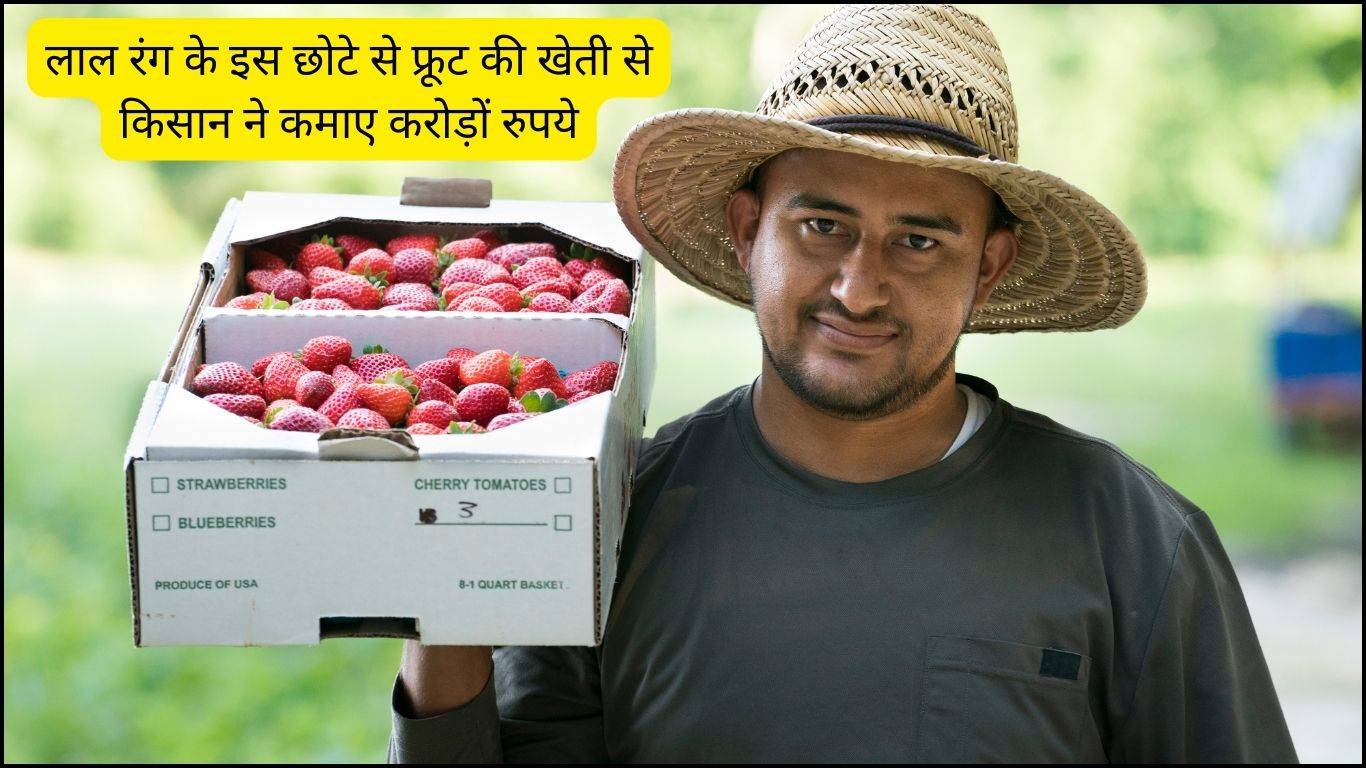 Strawberry Cultivation: लाल रंग के इस छोटे से फ्रूट की खेती से किसान ने कमाए करोड़ों रुपये