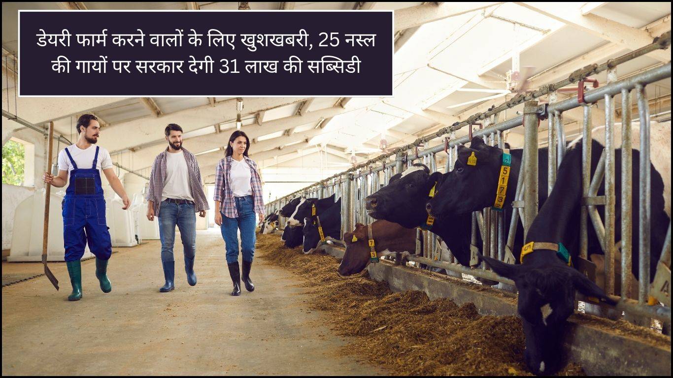 Dairy Farm Subsidy: डेयरी फार्म करने वालों के लिए खुशखबरी, 25 नस्ल की गायों पर सरकार देगी 31 लाख की सब्सिडी