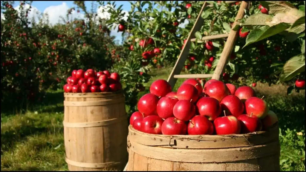 Apple Farming Subsidy: इस लाल फल की खेती करने पर मिलती है 50 प्रतिशत सब्सिडी, ऐसे करें आवेदन