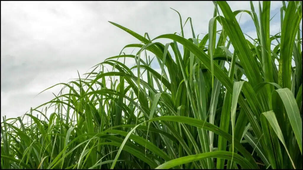 Agriculture News: जल्द ही गन्ना के रेट में होगी वृद्धि; इतने किसानों को मिलेगा लाभ