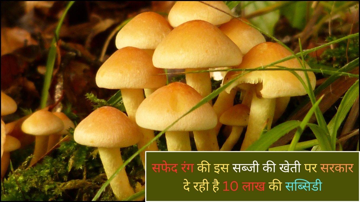 Mushroom Farming: सफेद रंग की इस सब्जी की खेती पर सरकार दे रही है 10 लाख की सब्सिडी, ऐसे उठाएं लाभ