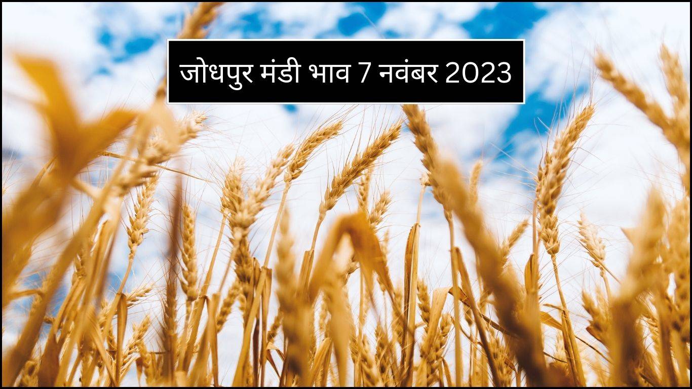 Jodhpur Mandi bhav 7 November 2023: जीरा, मैथी, चना, जौ, ज्वार, बाजरा आदि फसलों के दाम हुए जारी