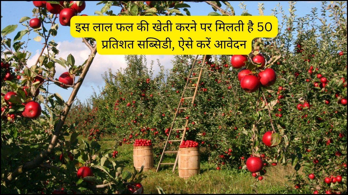 Apple Farming Subsidy: इस लाल फल की खेती करने पर मिलती है 50 प्रतिशत सब्सिडी, ऐसे करें आवेदन