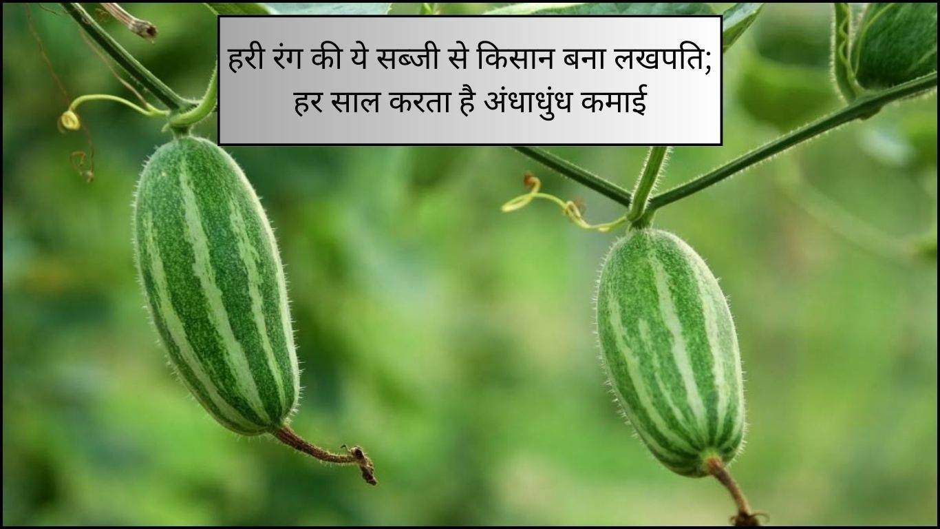 Parwal cultivation: हरी रंग की ये सब्जी से किसान बना लखपति; हर साल करता है अंधाधुंध कमाई