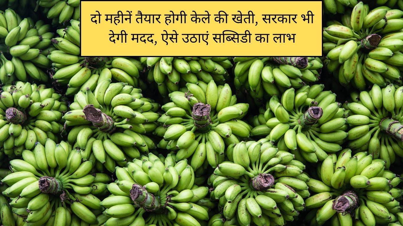 Banana Cultivation: दो महीनें तैयार होगी केले की खेती, सरकार भी देगी मदद, ऐसे उठाएं सब्सिडी का लाभ