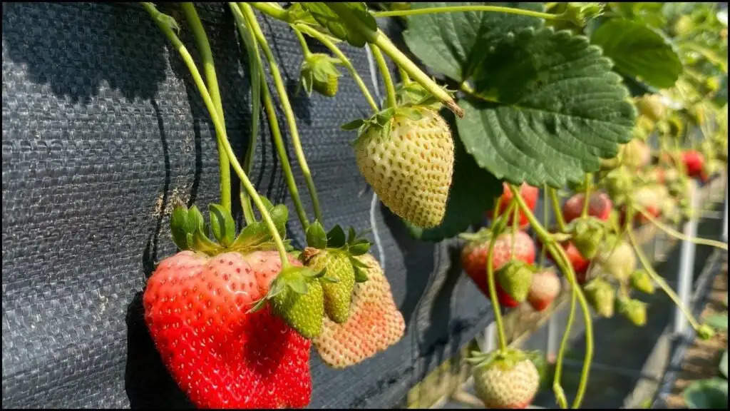 Strawberry Cultivation: लाल रंग के इस छोटे से फ्रूट की खेती से किसान ने कमाए करोड़ों रुपये