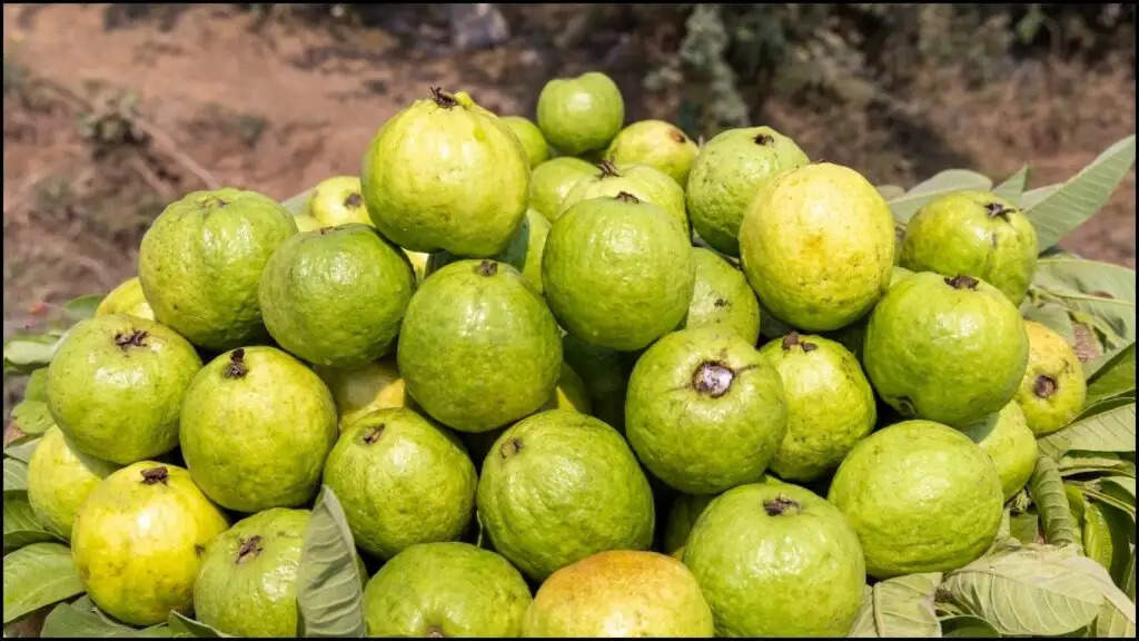 Red Diamond Guava Cultivation: आज से ही शुरू करें ये खेती, कम खर्चे पर होगी मोटी कमाई